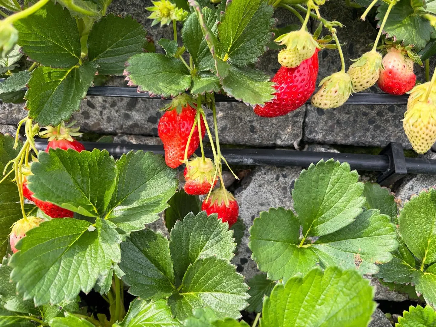 今日は本当に素晴らしい1日を過ごしました。