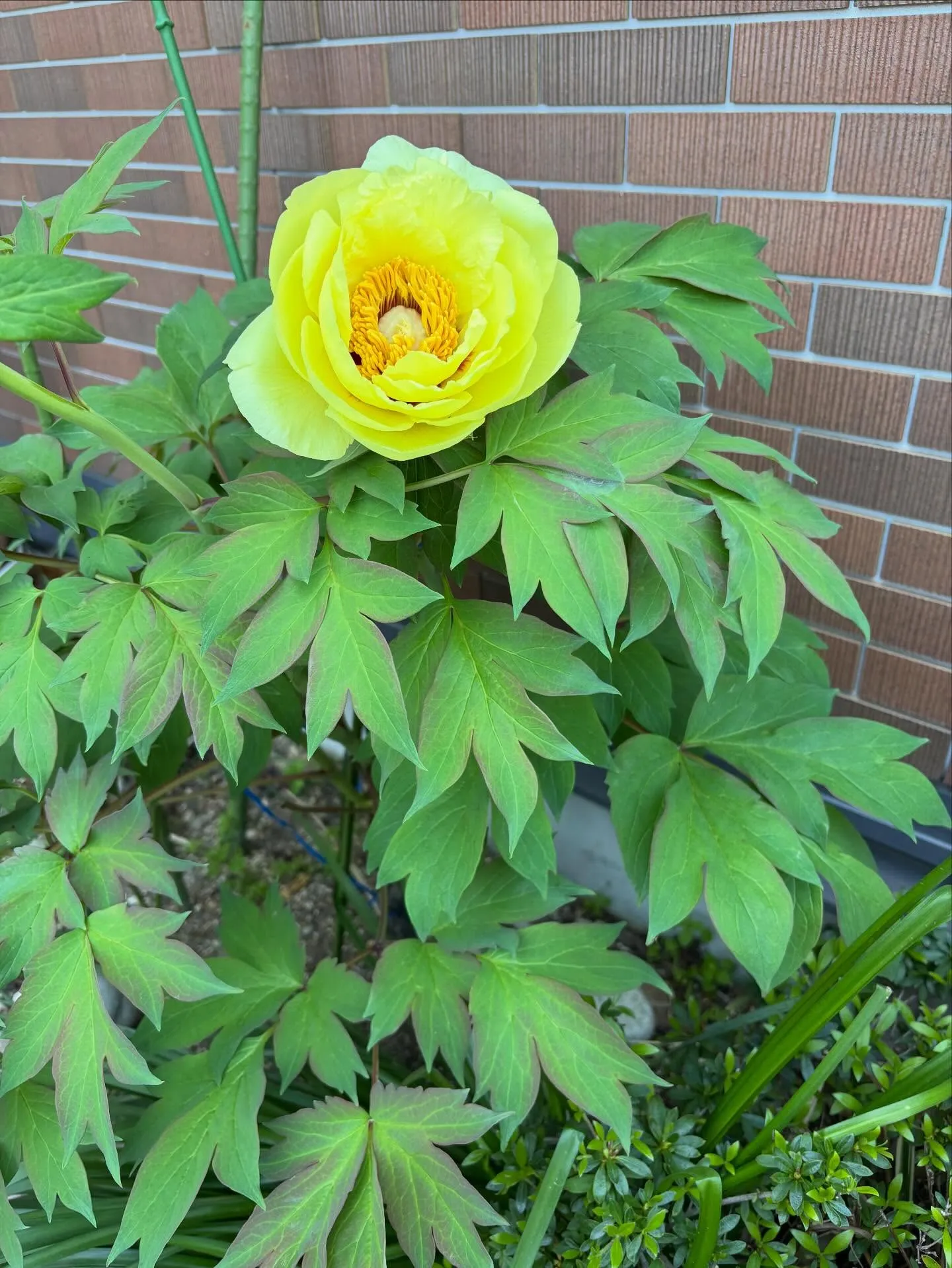 今年も、母がかつてお世話になっていた施設の近くにある牡丹園で...